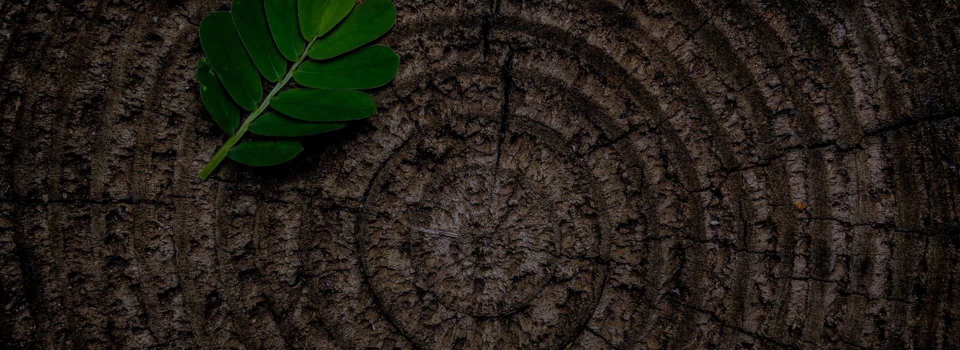 Hero Banner Startseite Schnittholz